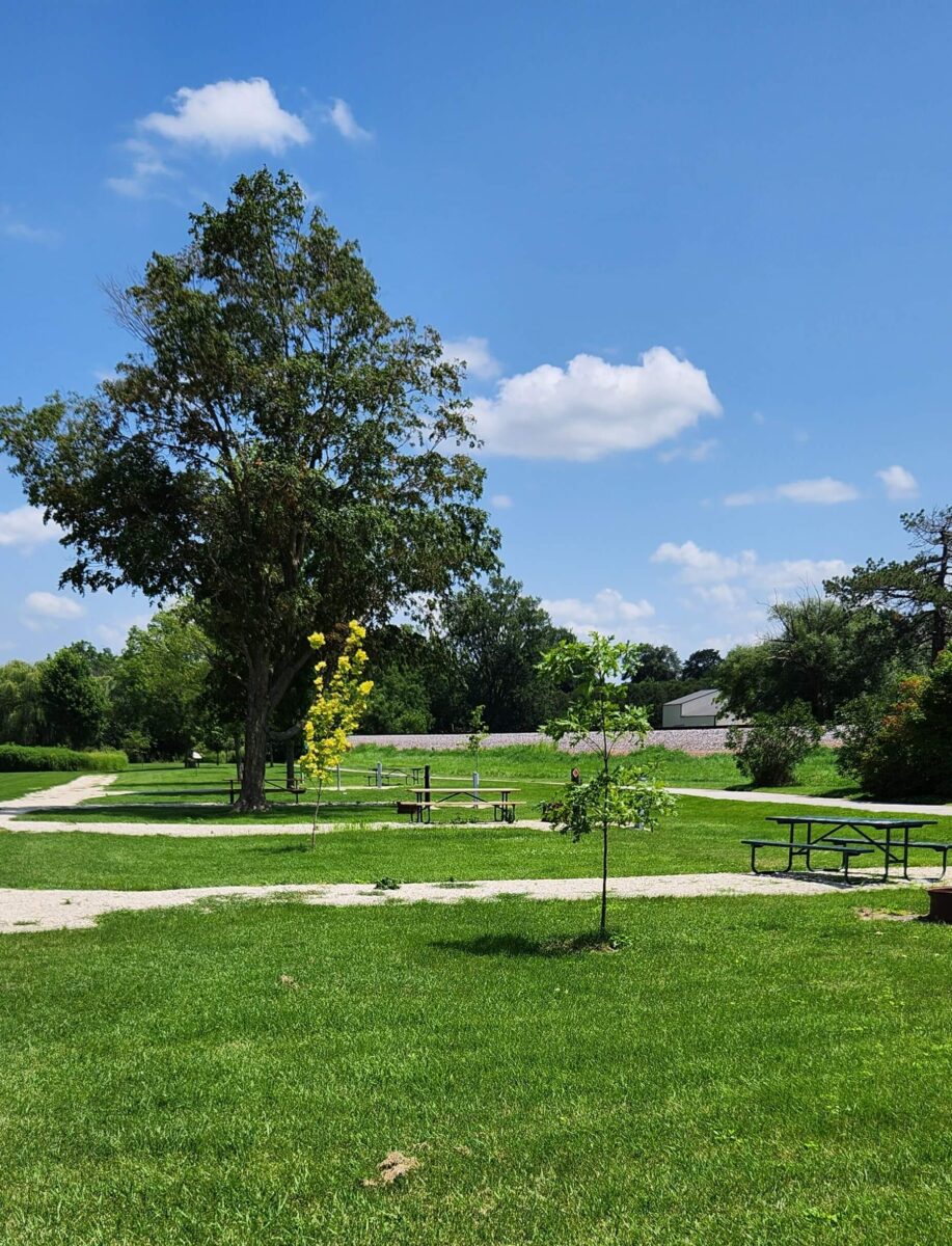 A sunny day in a park with a large tree, gravel paths, and green grassy areas. Picnic tables and benches are scattered around, with a few small trees nearby. The sky is clear with a few fluffy clouds.